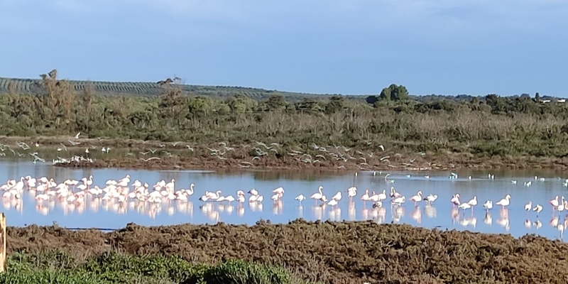 the wetlands ecosystem is home to high number of botanical and zoological species